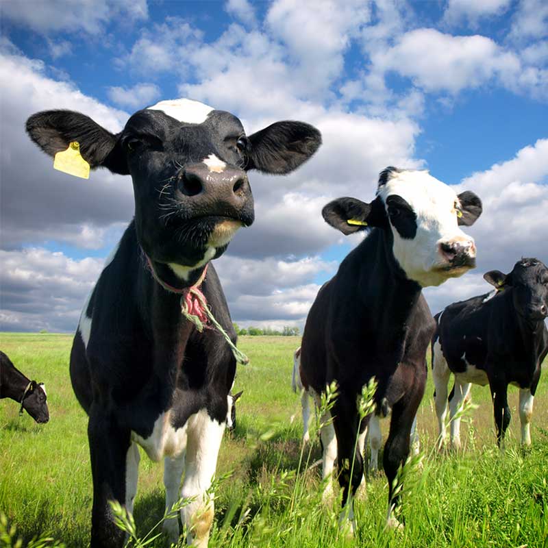 Zoetis – Farmers & Vets Community | OST – B2B Social Media Agency